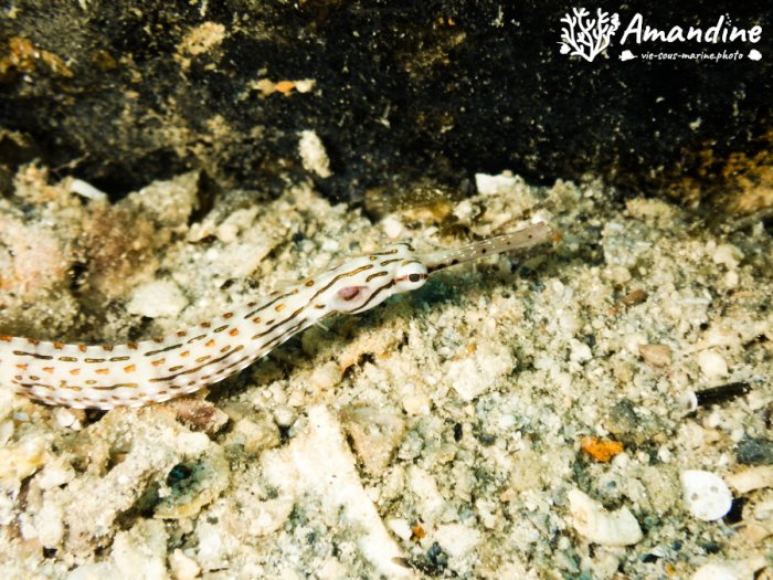 Corythoichthys ocellatus