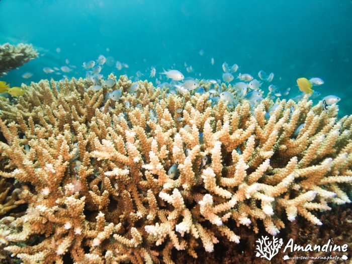 Chromis viridis
