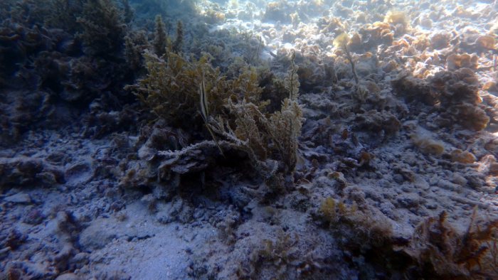 Aeoliscus strigatus