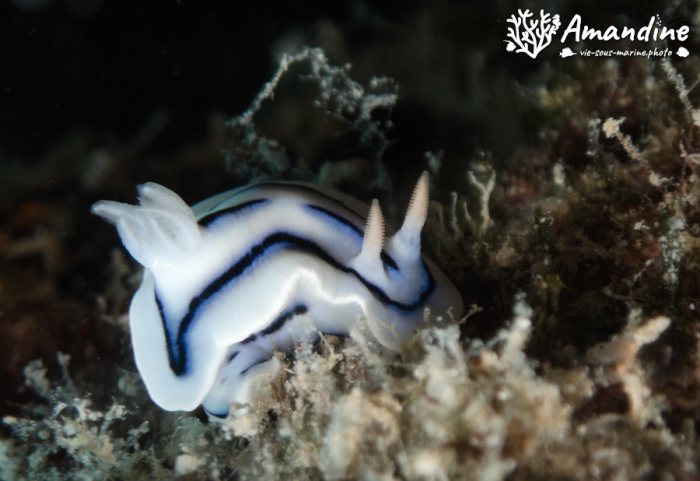 Chromodoris lochi