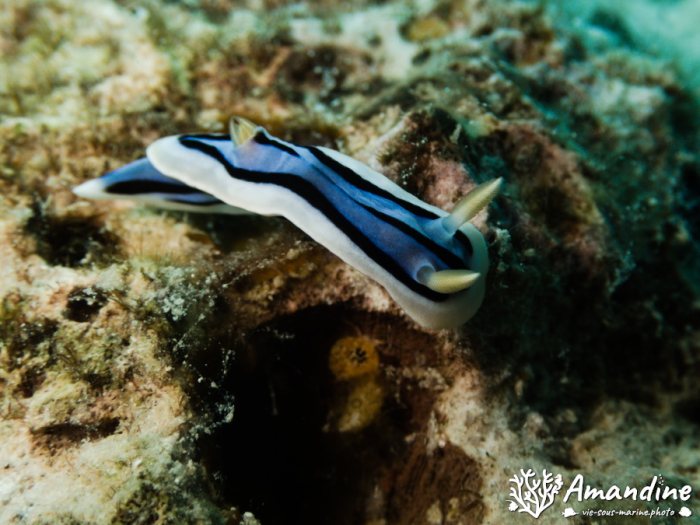 Chromodoris lochi