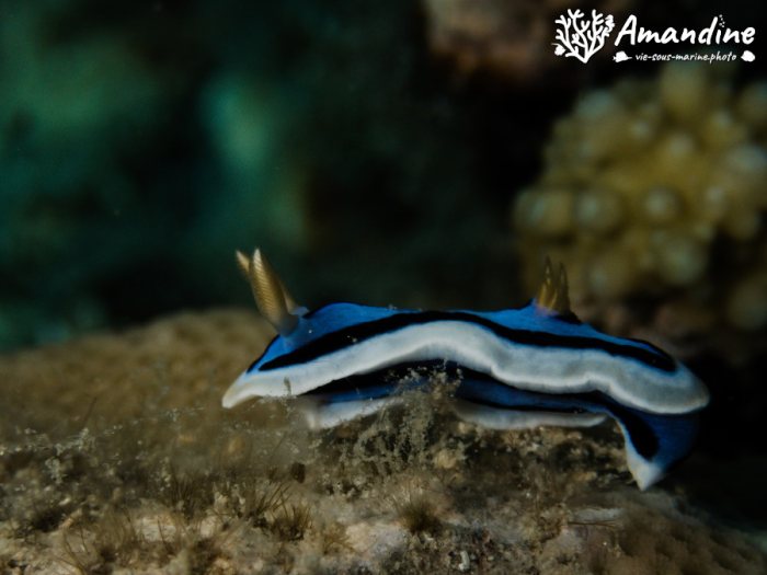 Chromodoris lochi