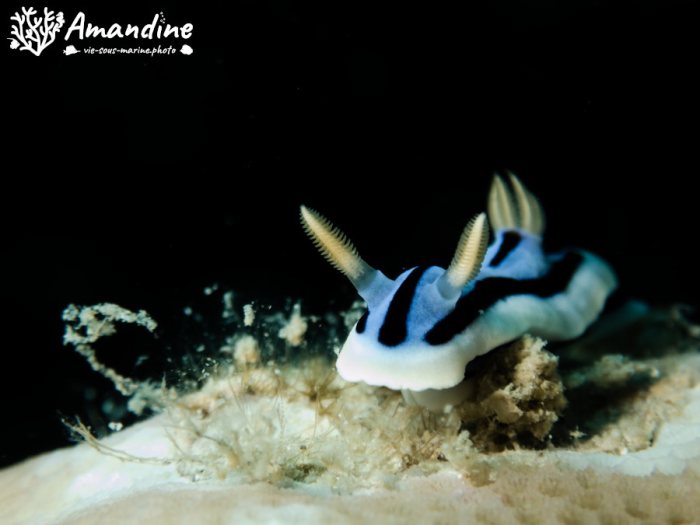 Chromodoris lochi