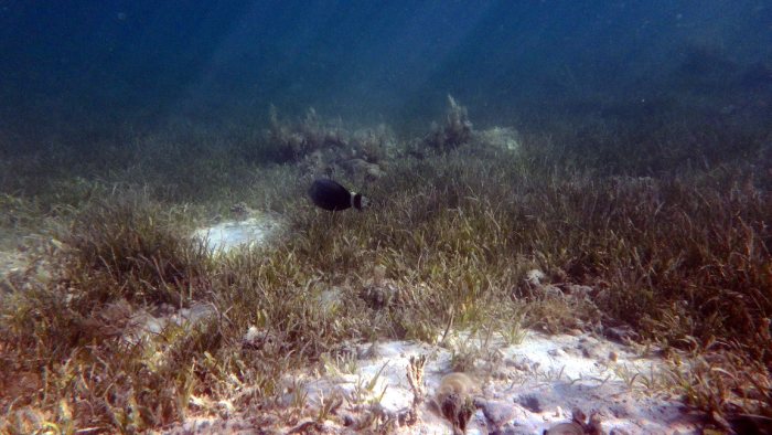 Acanthurus blochii
