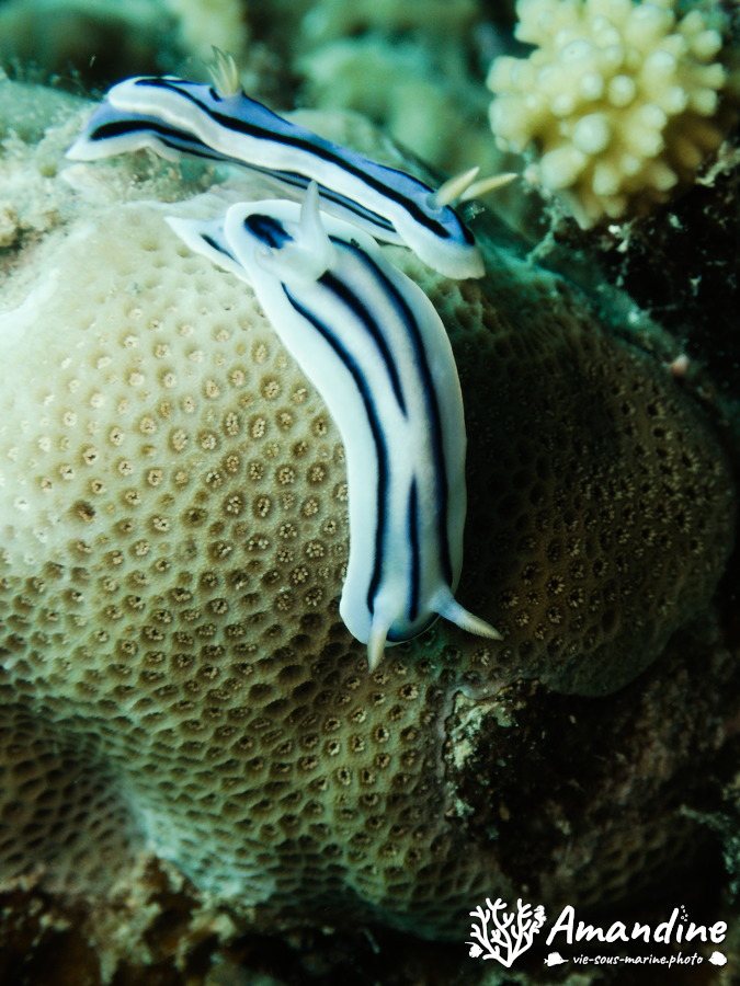 Chromodoris lochi