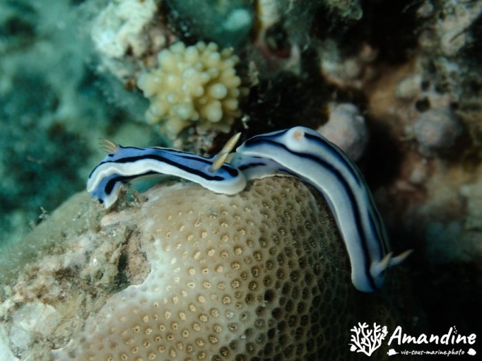 Chromodoris lochi