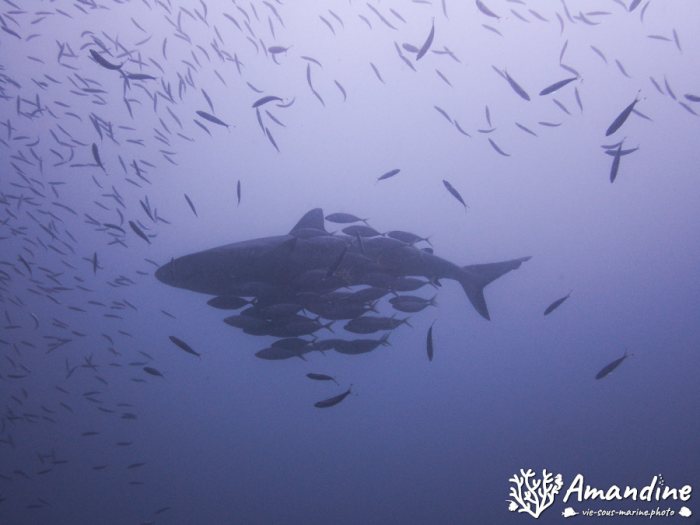 Carcharhinus amblyrhynchos
