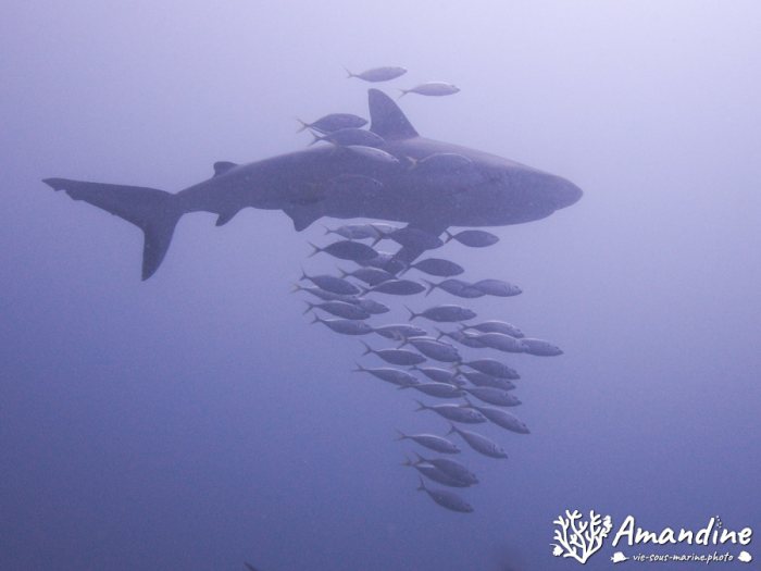 Carcharhinus amblyrhynchos