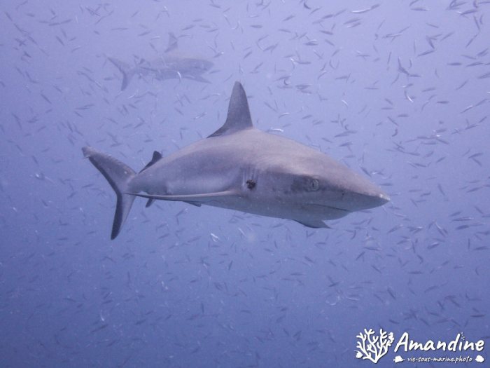 Carcharhinus amblyrhynchos