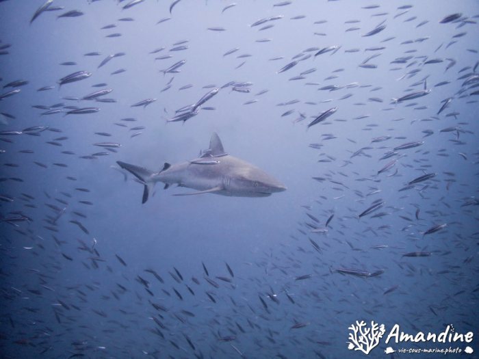 Carcharhinus amblyrhynchos