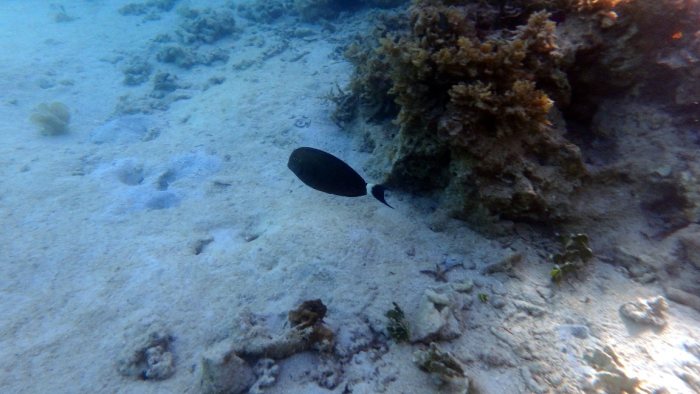 Acanthurus blochii