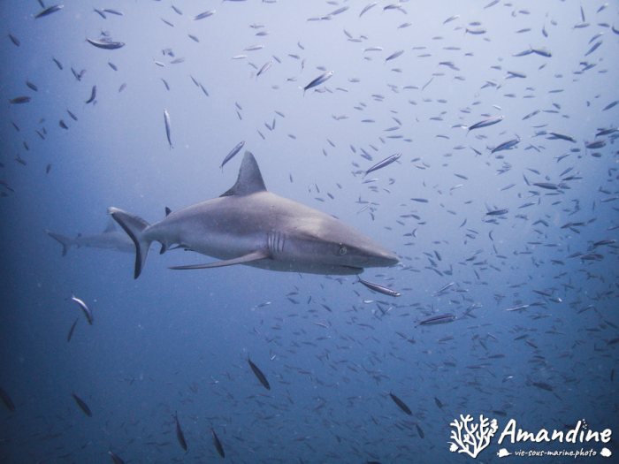 Carcharhinus amblyrhynchos