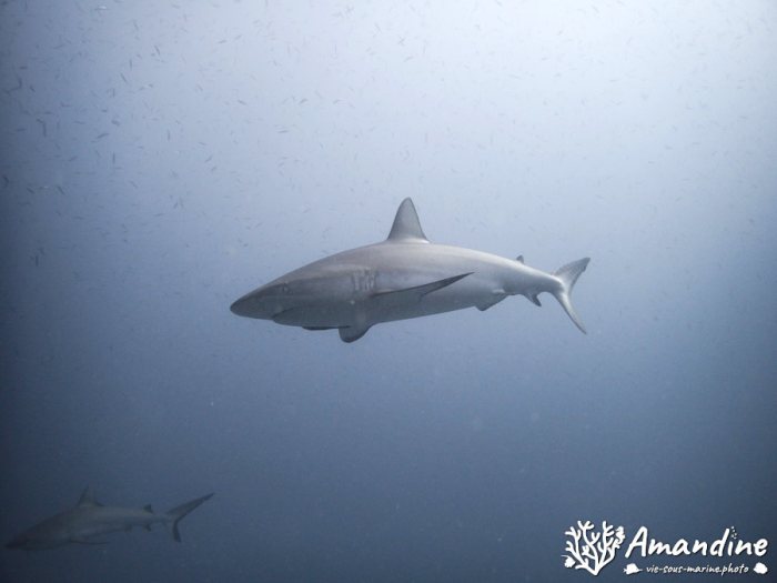 Carcharhinus amblyrhynchos