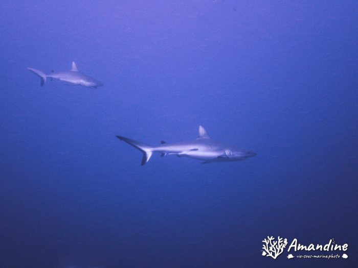 Carcharhinus amblyrhynchos