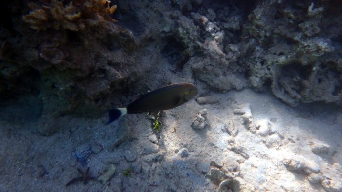Acanthurus blochii
