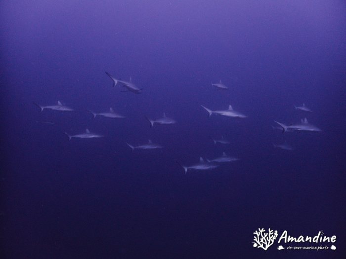 Carcharhinus amblyrhynchos