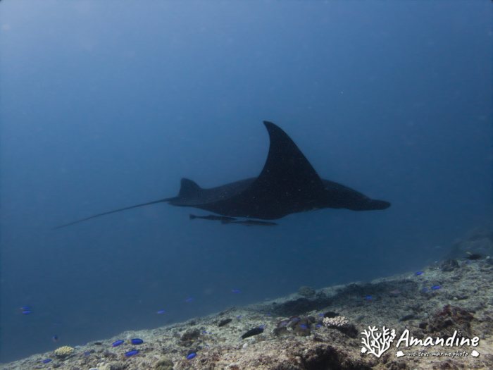 Mobula alfredi