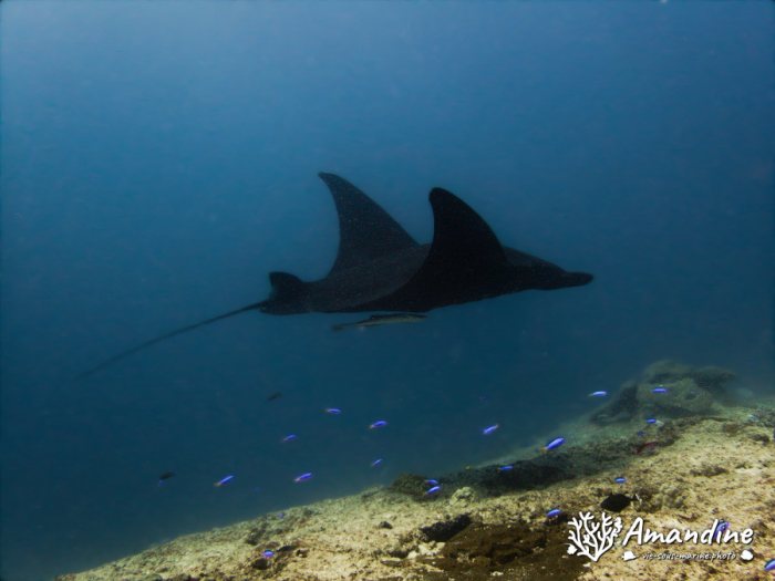 Mobula alfredi