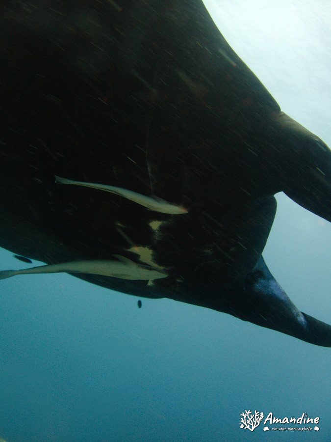 Mobula alfredi