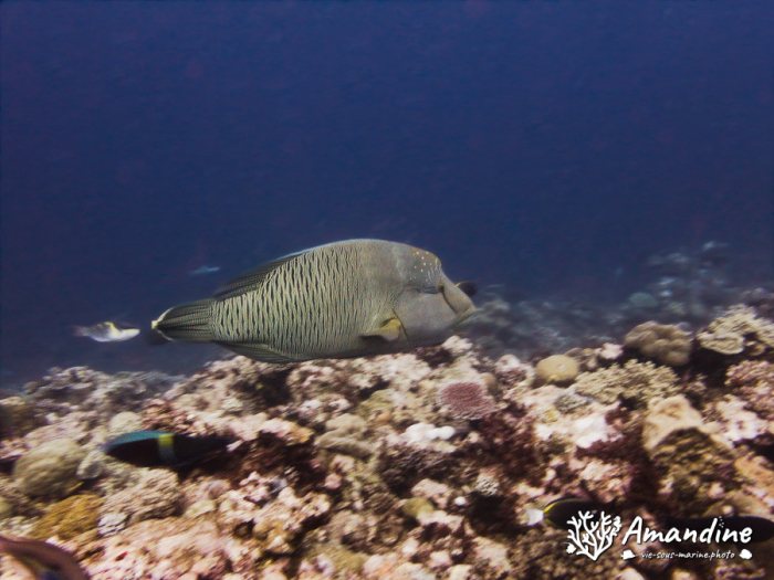 Cheilinus undulatus
