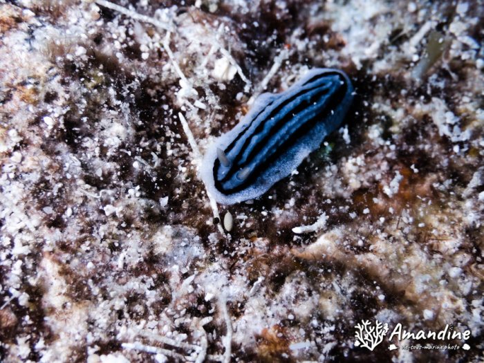 Chromodoris willani