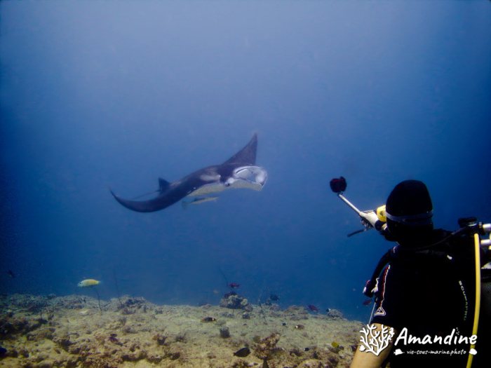 Mobula alfredi
