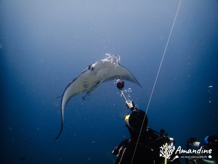 Mobula alfredi