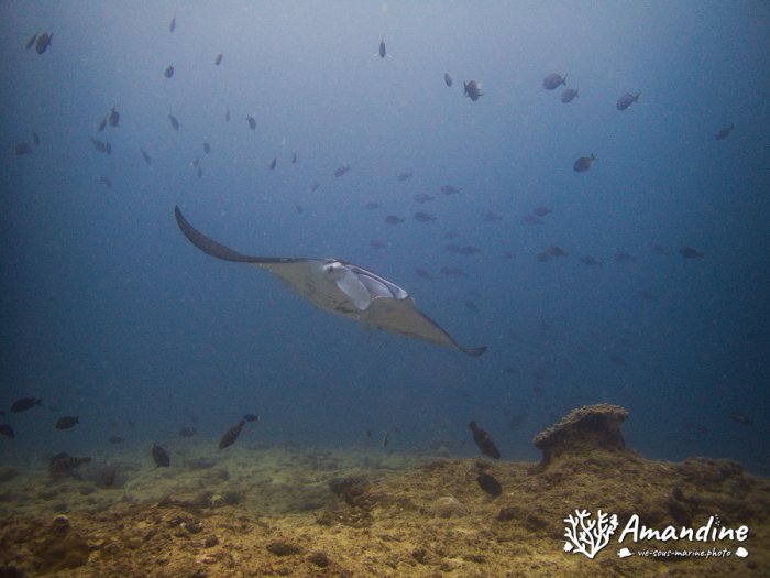 Mobula alfredi