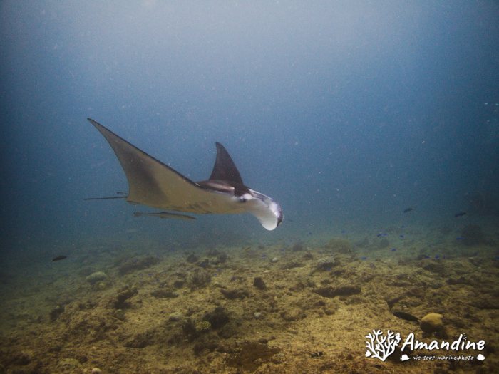 Mobula alfredi