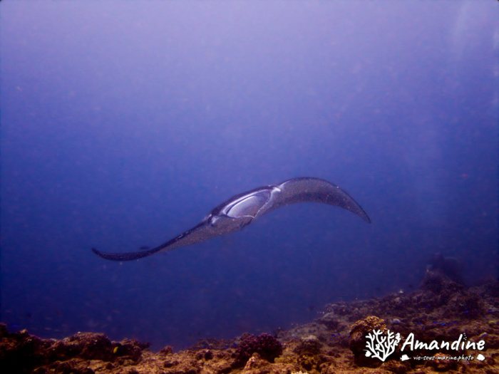 Mobula alfredi