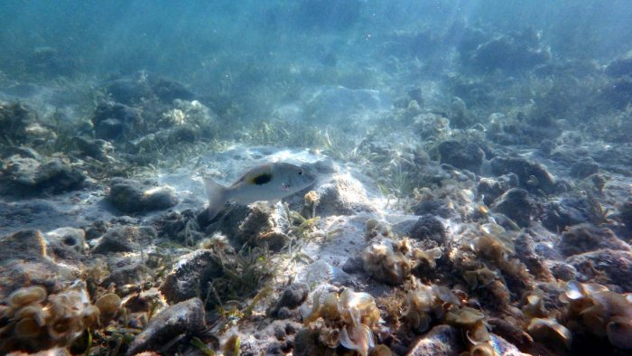 Lethrinus harak
