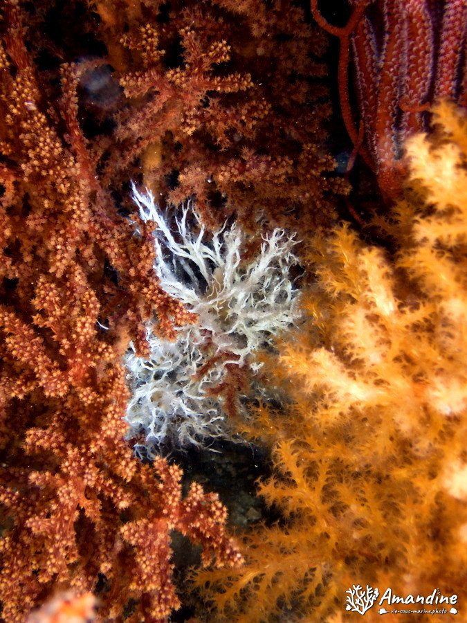 Organismes vermiformes