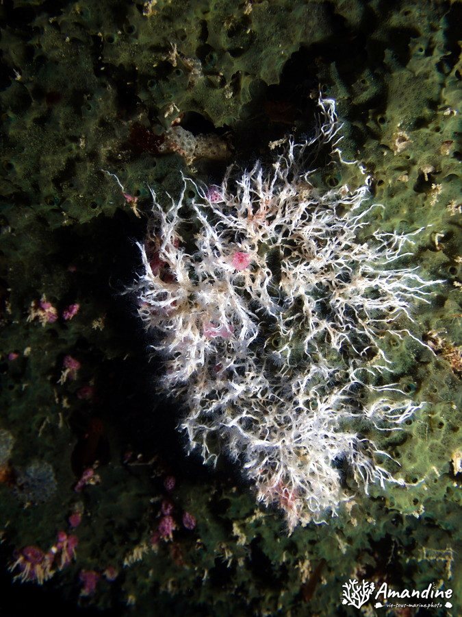 Organismes vermiformes