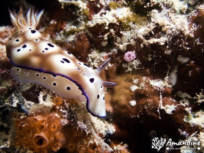 Chromodoris leopardus
