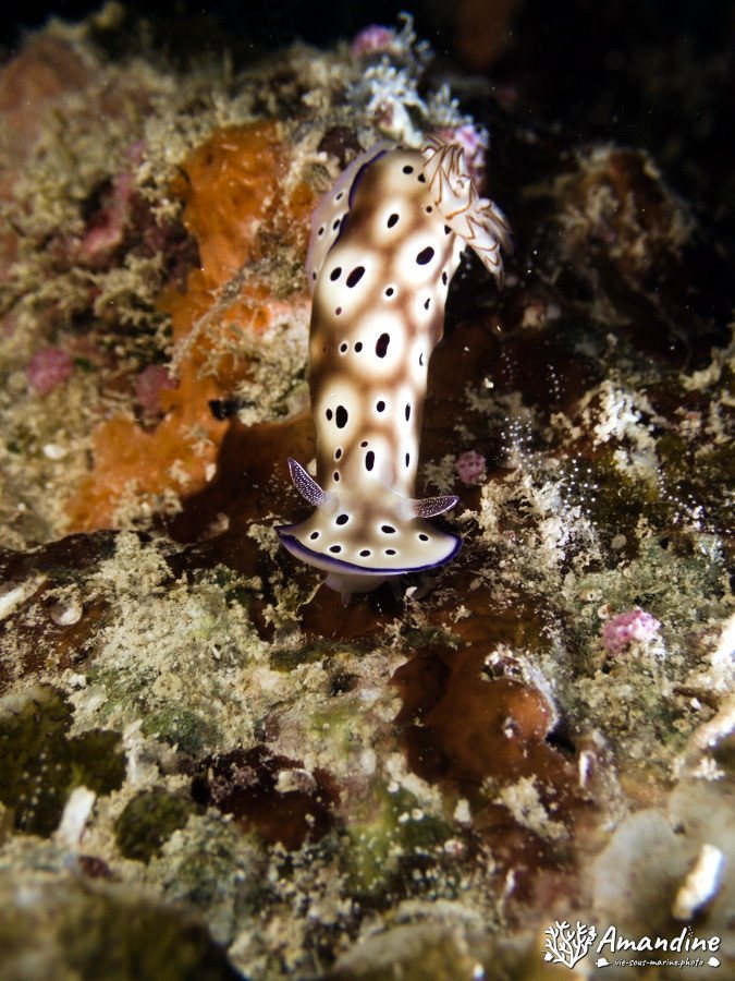 Chromodoris leopardus