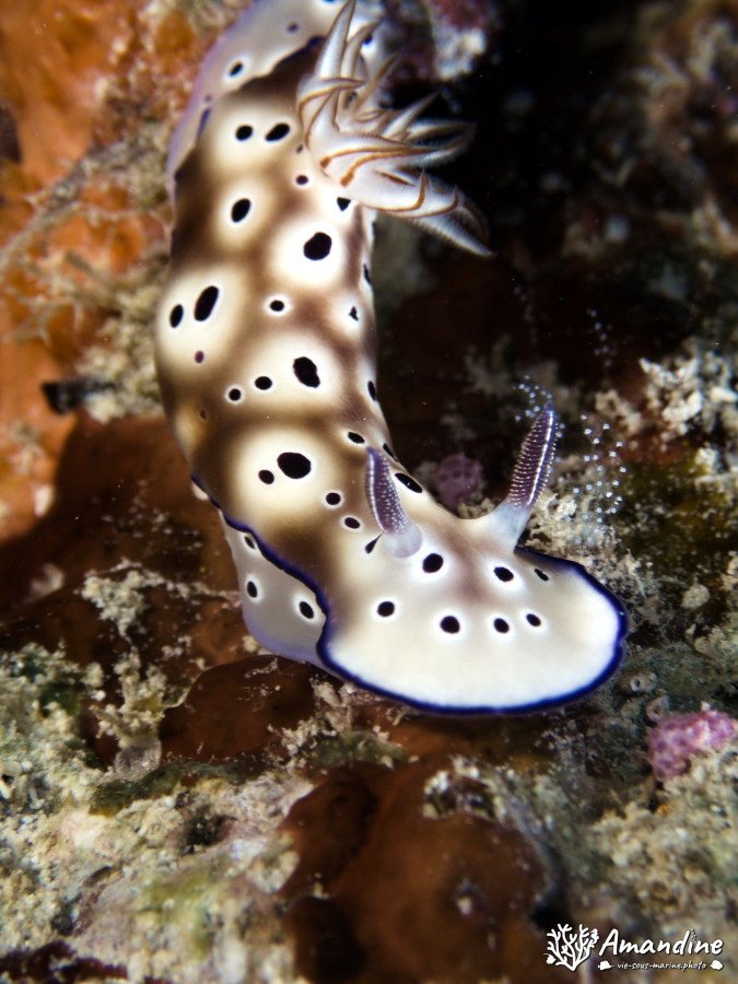 Chromodoris leopardus