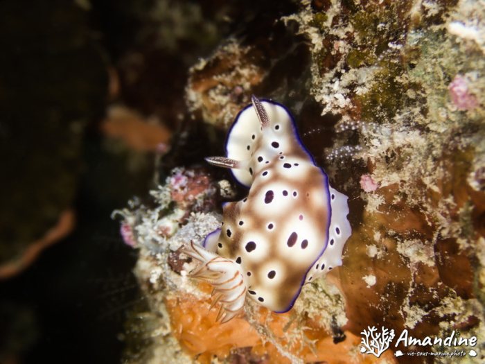 Chromodoris leopardus