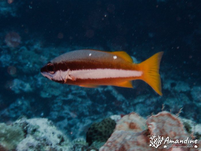 Poissons osseux