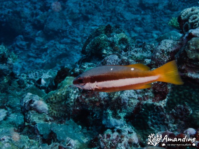 Poissons osseux