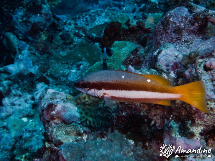 Poissons osseux