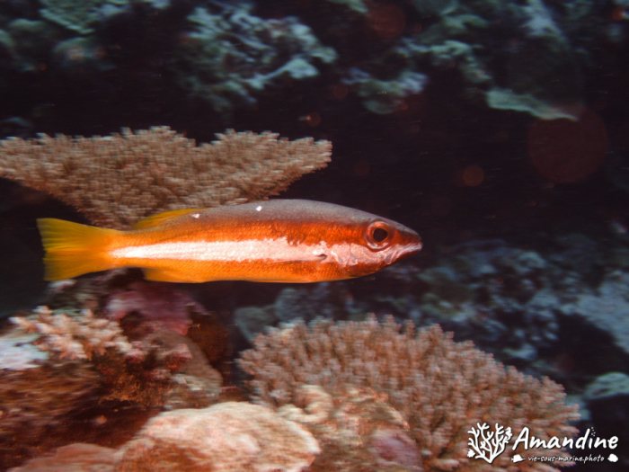 Poissons osseux