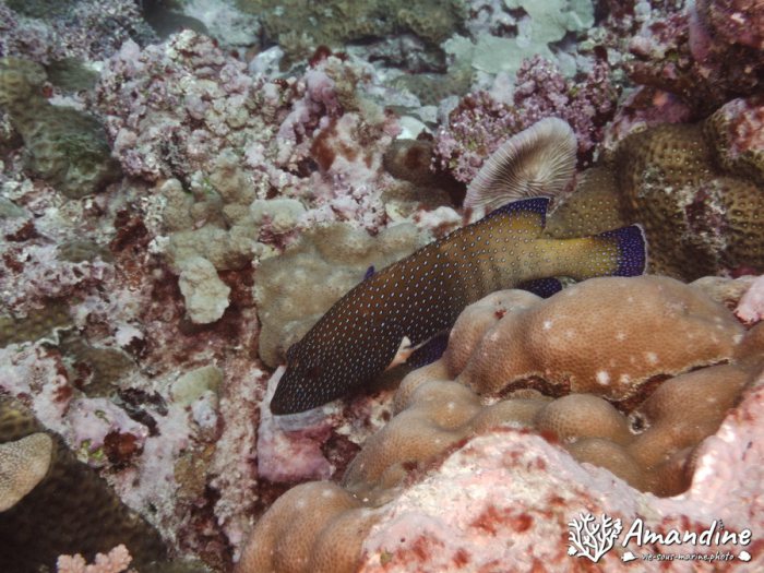 Poissons osseux