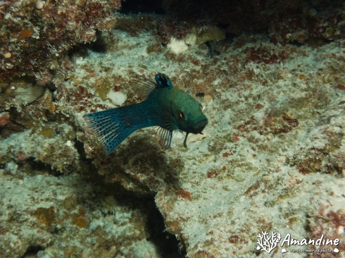 Poissons osseux