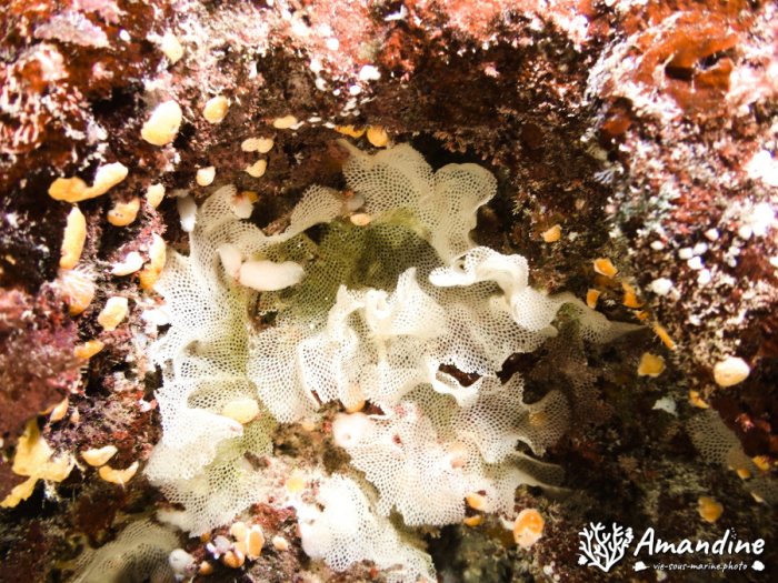 Iodictyum sp.