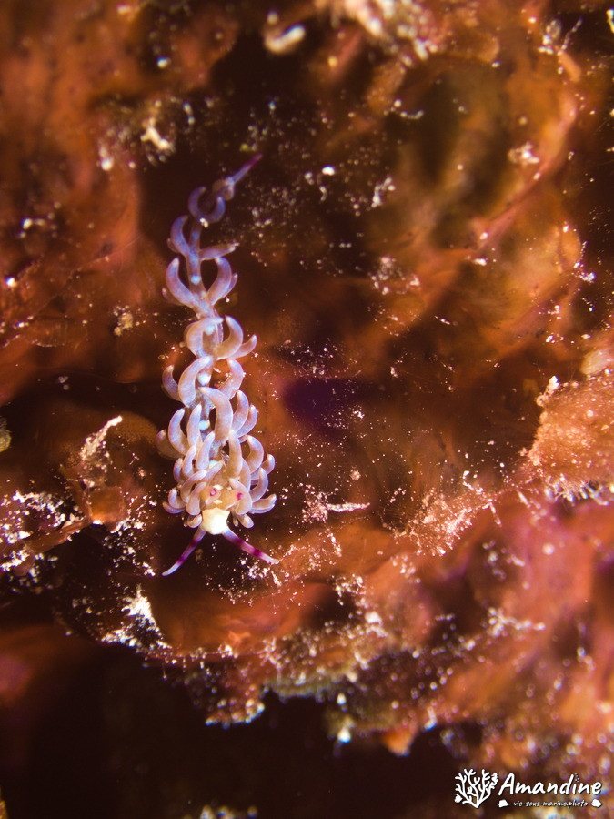 Pteraeolidia ianthina