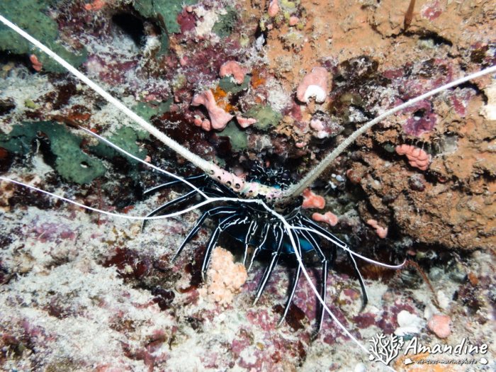 Langouste