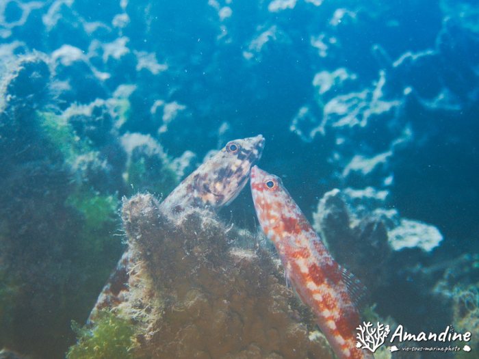Saurida gracilis