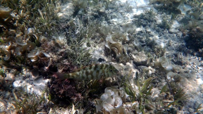 Lethrinus miniatus
