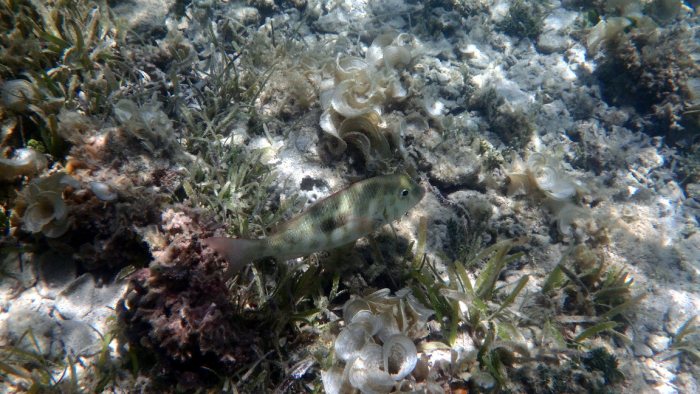 Lethrinus harak