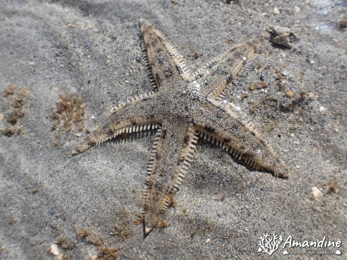 Archaster typicus